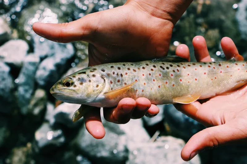 Tight Lines Are Overrated: The Case for Fishing with Controlled Slack